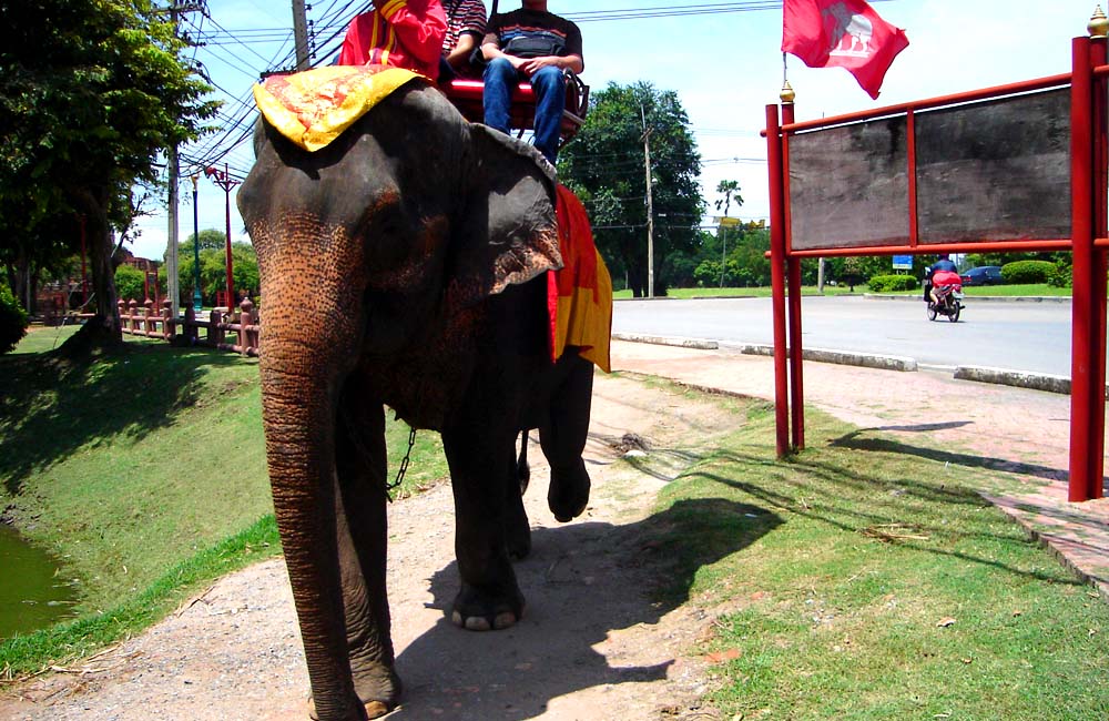 タイの人気観光スポット「アユタヤ」で象乗り体験