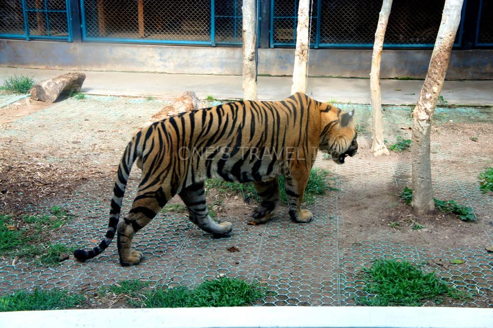 タイガーパークパタヤの大型サイズのトラ
