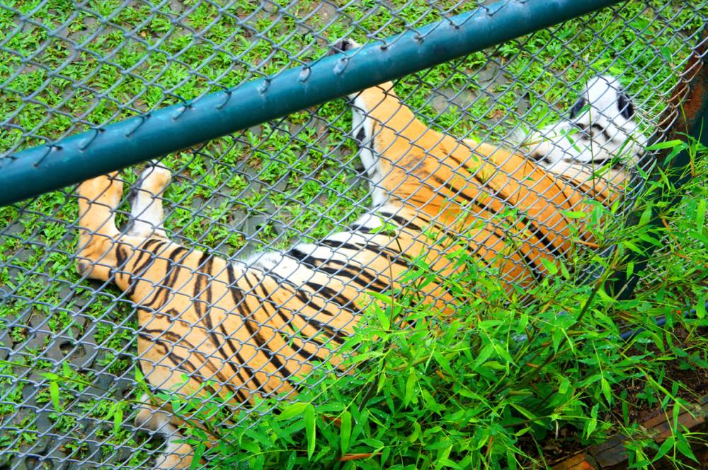 タイガーキングダム・チェンマイ