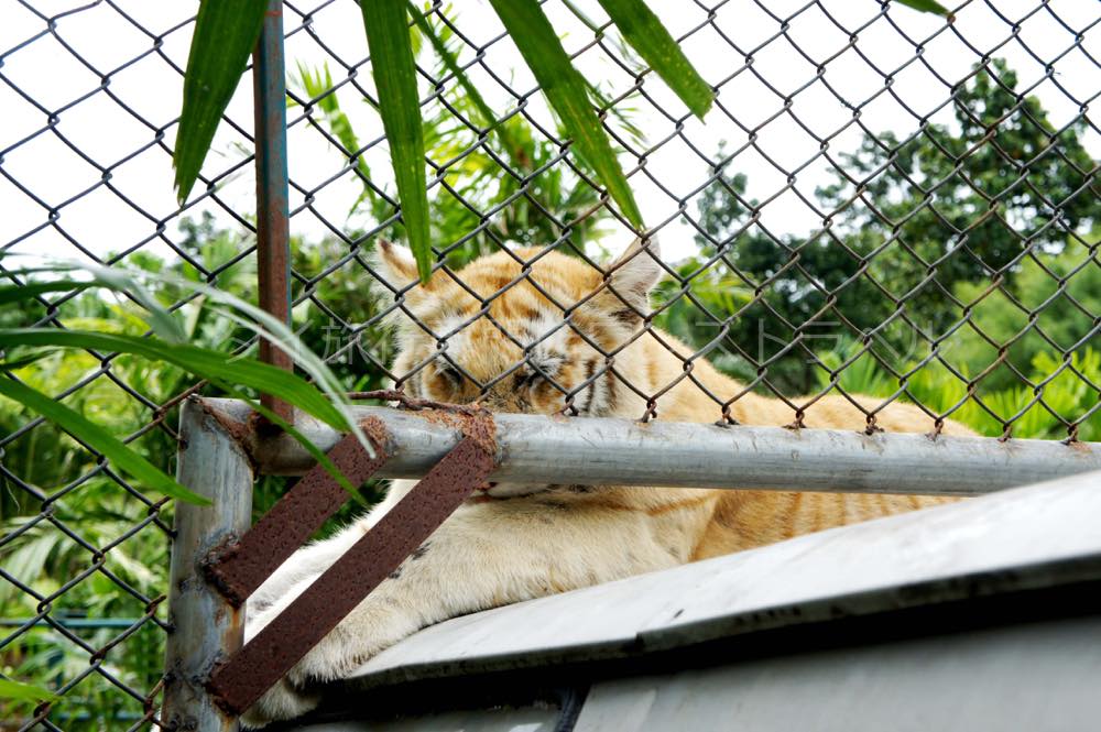 タイガーキングダム・チェンマイ