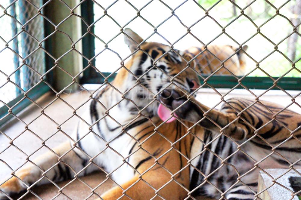 タイガーキングダム・チェンマイ