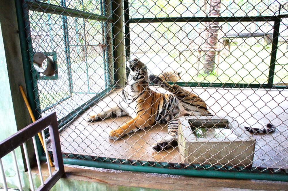 タイガーキングダム・チェンマイ