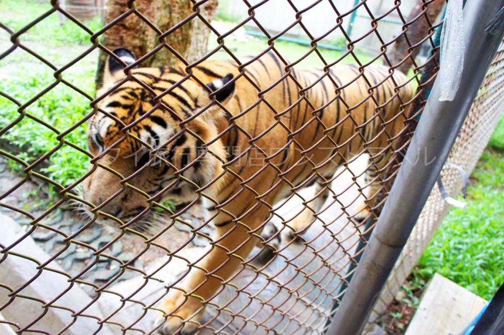 タイガーキングダム・チェンマイ