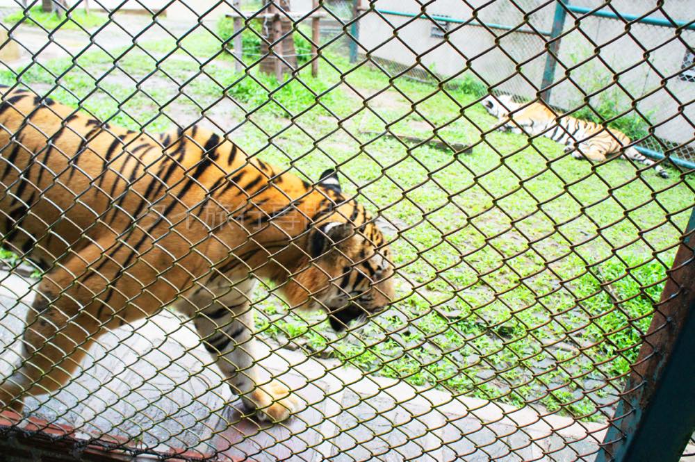 タイガーキングダム・チェンマイ