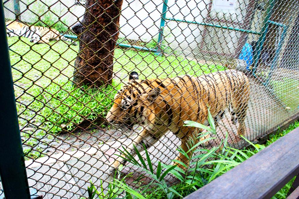 タイガーキングダム・チェンマイ