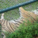 タイガーキングダム・チェンマイ