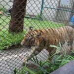 タイガーキングダム・チェンマイ