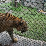 タイガーキングダム・チェンマイ