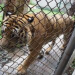 タイガーキングダム・チェンマイ