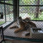 タイガーキングダム・チェンマイ