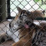 タイガーキングダム・チェンマイ