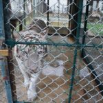 タイガーキングダム・チェンマイ