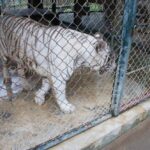 タイガーキングダム・チェンマイ