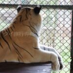 タイガーキングダム・チェンマイ